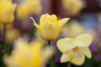 Flore